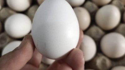 Ini Rahasia Tersembunyi Telur Ayam Kampung yang Mungkin Belum Kamu Tahu! Jangan Asal Setengah Matang, 8 Hal Ini Wajib Kamu Ketahui Sebelum Dikonsumsi!